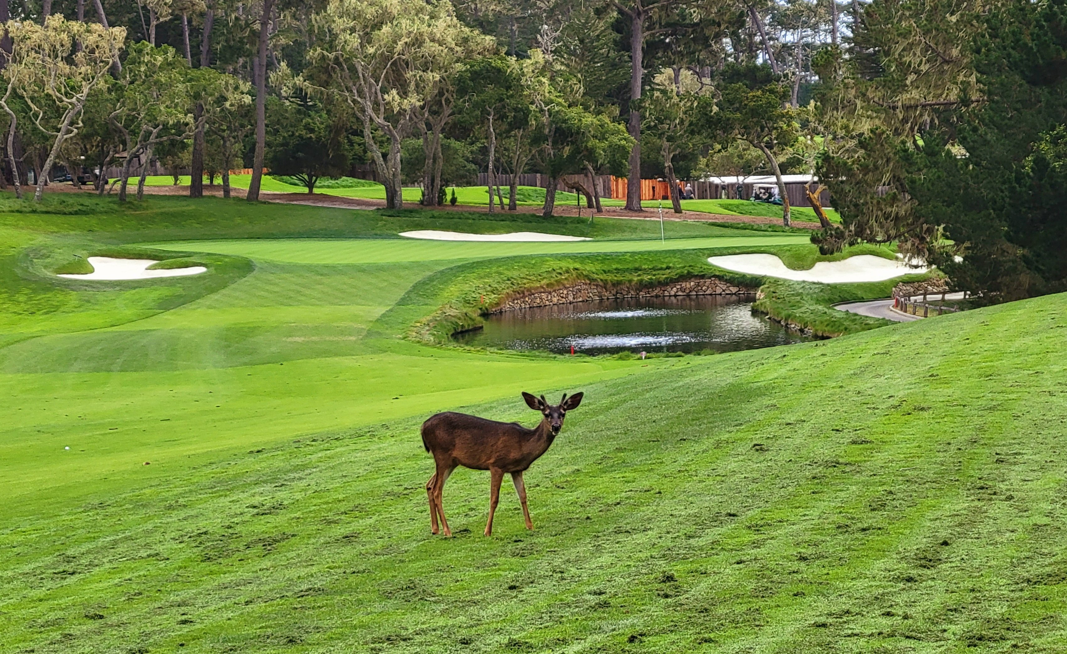 Steve-Bryant-Blog-July-2023-Spyglass-Deer